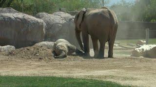 Zoo 4 You: Elephant moms at Reid Park Zoo showcase nurturing skills
