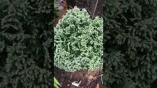 Lawson cypress ‘Snow White’