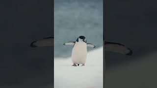 Penguin Walk | Antarctica | Lindblad Expeditions