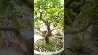 Bonsai de Acerola #bonsai #bonsailife #bonsaitree #bonsaigram #bonsaibrasil #bonsaiworld #bonsaiwork