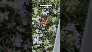 잠시후 오늘의 주인공은 꿀벌인줄 알았더니 벌새 박각시나방 이라네요!