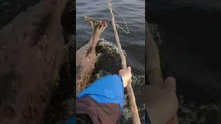 Жестко получилось. Отлов диких оленей на воде #animals #shorts