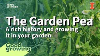 The Humble Garden Pea: History and How to Grow Them | #GoodGrowing