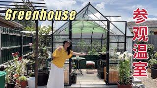 Visit My Greenhouse | How to choose and build a greenhouse 参观温室，经验体会 + 如何选购 + 建造注意事项