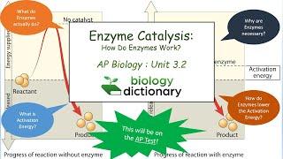 Enzyme Catalysis: How Do Enzymes Work? | AP Biology 3.2