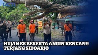 Hujan Es dan Angin Kencang Landa Sidoarjo, Sejumlah Pohon dan Tiang Listrik Roboh - SIP 05/11