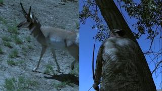 Fred Eichler takes an antelope with a longbow