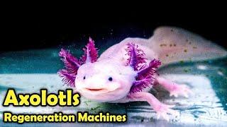 What is a Axolotl -  Incredible facts about Axolotls!