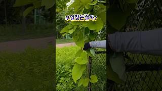 6/19) #등칡나무에알을낳는 #사향제비나비 #마이클잭슨 HealtheWorld