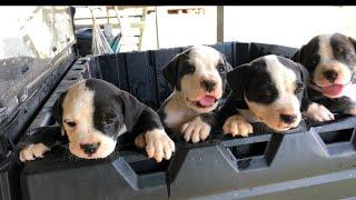 American Bulldog puppies update….1 available