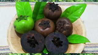 Sapota Preta - Pudim de Chocolate (Diospyros Nigra)