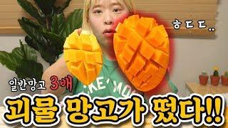 망고 3배 크기의 자이언트 망고! 코끼리 망고! 리뷰 먹방 | Review | Mukbang