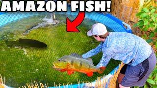 Catching EXOTIC Peacock Bass for my BACKYARD POND!! *AGGRESSIVE*