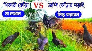 Water Rooster Hunting | কিভাবে কোঁড়া পাখি ধরা যায় | Kora Pakhi Shikar | কোঁড়া পাখি শিকার |