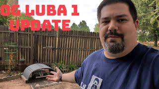 OG Luba 1 update: How's he doing?