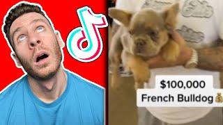 Dog trainer reacts to FRENCH BULLDOG TikToks