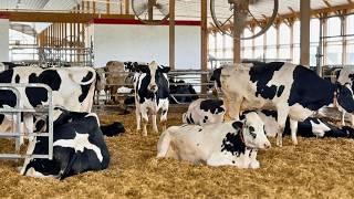 CÓMO ESTA GRANJA PRODUCE 14 MIL LITROS DE LECHE CON ROBOTS