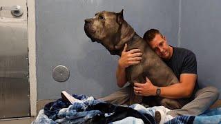 Logan the giant Cane Corso was returned… 