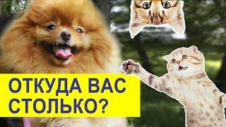 Влог. Шпицам везет на котов. Релакс для собак