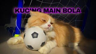 KUCING BERMAIN BOLA GAWANG