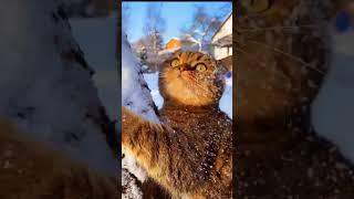 "Funny and cute animals. Best pet videos compilation" #pets #cutecat #funnyanimals #funnydog #dog