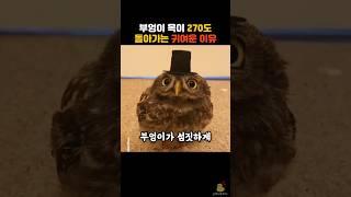 부엉이가 섬찟하게 목을 돌리게 된 귀여운 이유 #동물 #부엉이