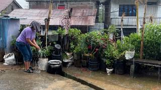 Glimpse into the Monsoon Rain in the Village | Rainy Season | Village Life | BijayaLimbu