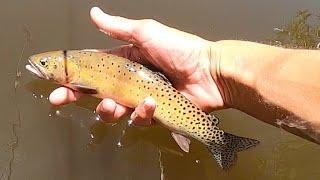 Fishing Great Sand Dunes National Park for Rio Grande Cutthroat Trout