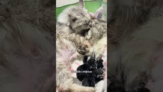 大老婆：？那我算什么！！！？