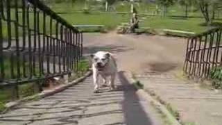ЛАКАРИК