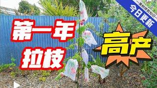 （冬季拉枝视频后续）桃树结了好多，第一年冬季种下，拉枝修剪后马上高产了