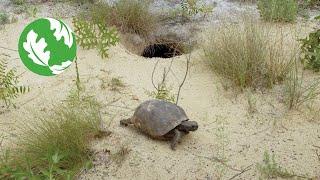 How gopher tortoises support biodiversity and help their ecosystems thrive