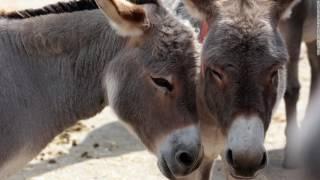 Donkey skin is the new ivory for the Chinese in Africa