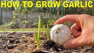 How To Grow GARLIC [COMPLETE GUIDE]