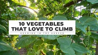 10 Vegetables that LOVE TO CLIMB: Growing in the Garden