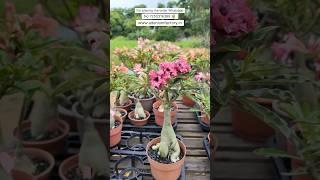 Thailand Imported Adenium Plant Online Shopping 🪴 #adenium #plants #flowers #gardening