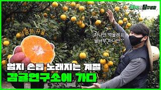 떠나요 제주도 달콤한 귤 먹으러 | 농PD의 탐구생활 ep.8 감귤연구소에 가다