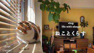 Tableware given to me by my mother/Ghibli foods/Kobe Apiary(Life with cats vlog)