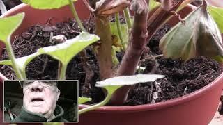 Bempton Chris in east Yorkshire Checks Potting Shed Losses after Frosty Start Today