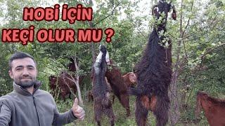 HOBİ İÇİN 10 KEÇİ BESLENİR Mİ ? Süt Keçisi Yetiştiriciliği