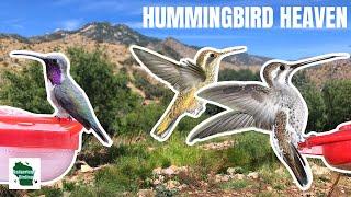 Hummingbird Heaven! Birding Ash Canyon and Miller Canyon in Arizona!