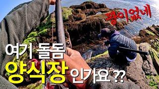여기 돌돔 양식장 인가요? (꽝없는 도보포인트 ) #fishing #낚시 #원투낚시 #추자도