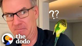 Tropical Bird Walks Into Family's House | The Dodo