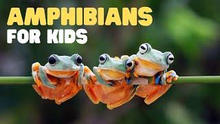 Amphibians for Kids | What is an amphibian? Learn the characteristics of amphibians