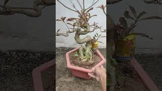 lộc vừng hoa đỏ gl ae #caybonsai #bonsai #locvung #locvungbonsai #bonsai #caybonsai
