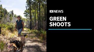 Huon Valley's bushfire recovery a long time in the making | ABC News