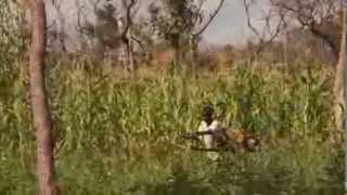 Developing disease-resistant cattle for Africa