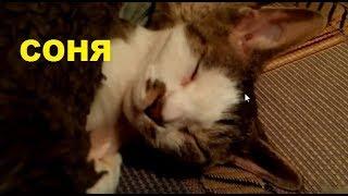 Крепкий сон кошки девон-рекс