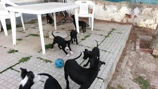 Los NEGROS de VILLA LIBERTY KENNELS The BLACKS