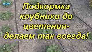 Весенняя подкормка клубники- реально всегда работает!